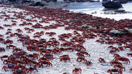 http://www1.laodong.vn/Images/2011/11/18/redcrabmigration102jpg-025106